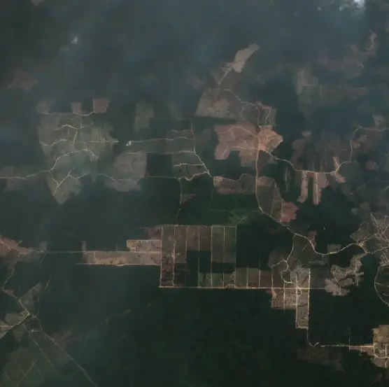 Before — Lamandau (Sentinel-2, 2026-08-18)